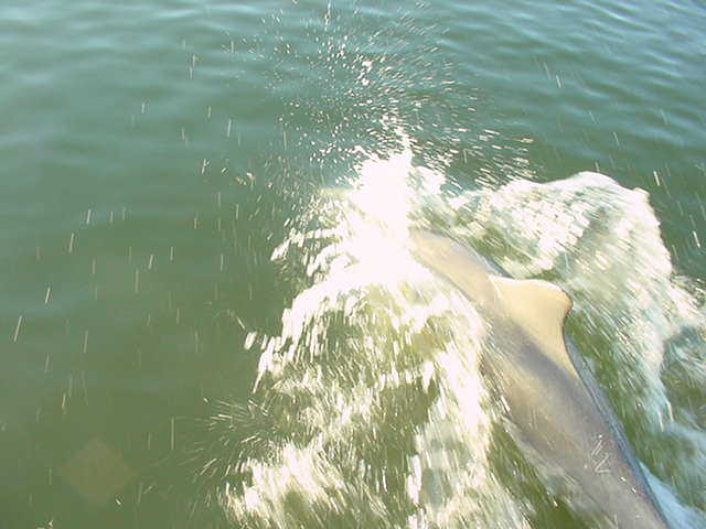 dolphin11.jpg