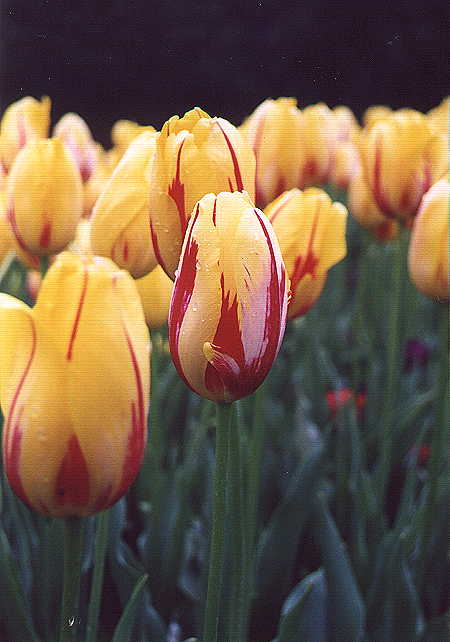 tulip2.jpg